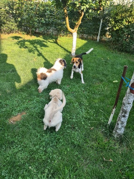 Pensiunea canină Apache