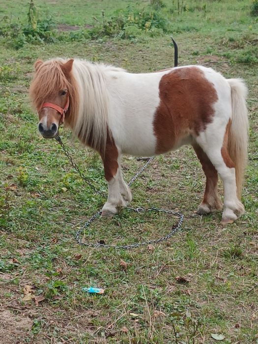 De vanzare poneiță