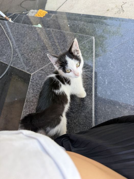 Котенок бесплатно