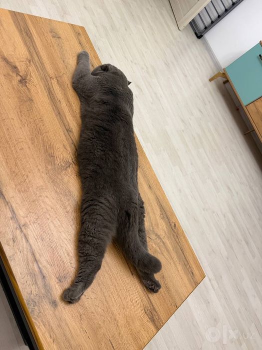 ПРОДАЕТСЯ шотландская вислоухая кошка (Scottish Fold)