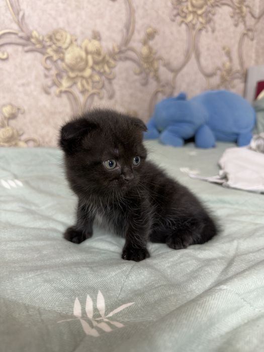 Продаются котята