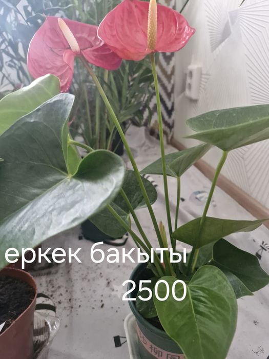 Бөлме гұлдері Актау