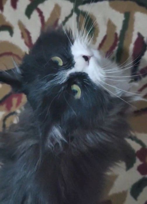 Mushuk sotiladi qiz bola