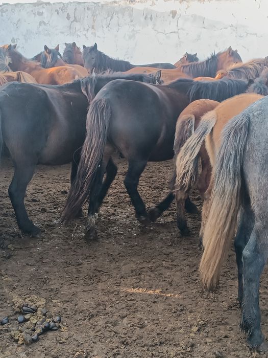 Семиз табындагы жылкылар