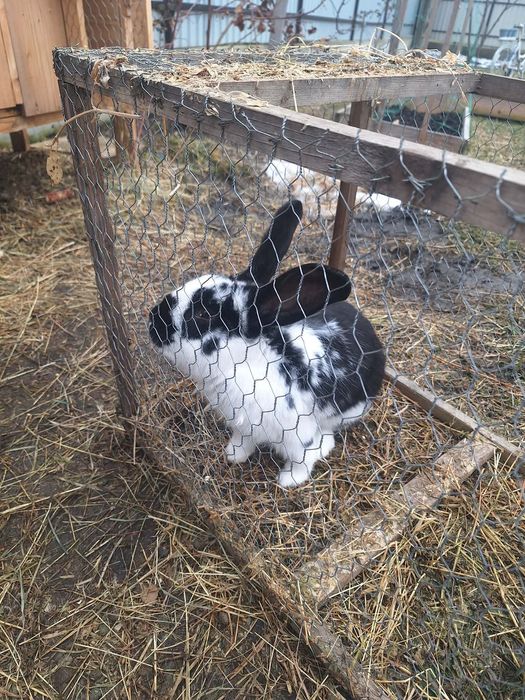 Vand 4 iepuroi 150 lei buc