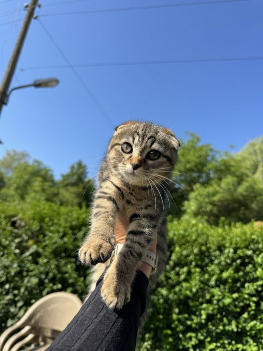 Шотланска клепоуха