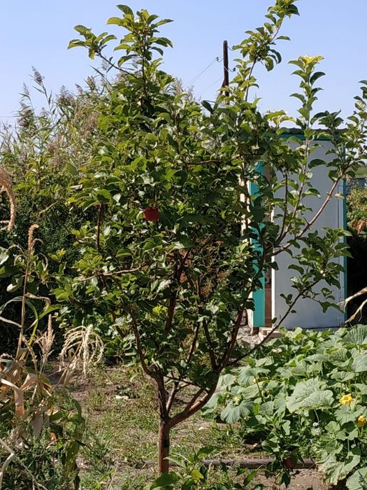 Продам дом в дачном массиве