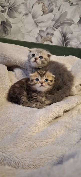 Вислоухая девочка скоттиш фолд