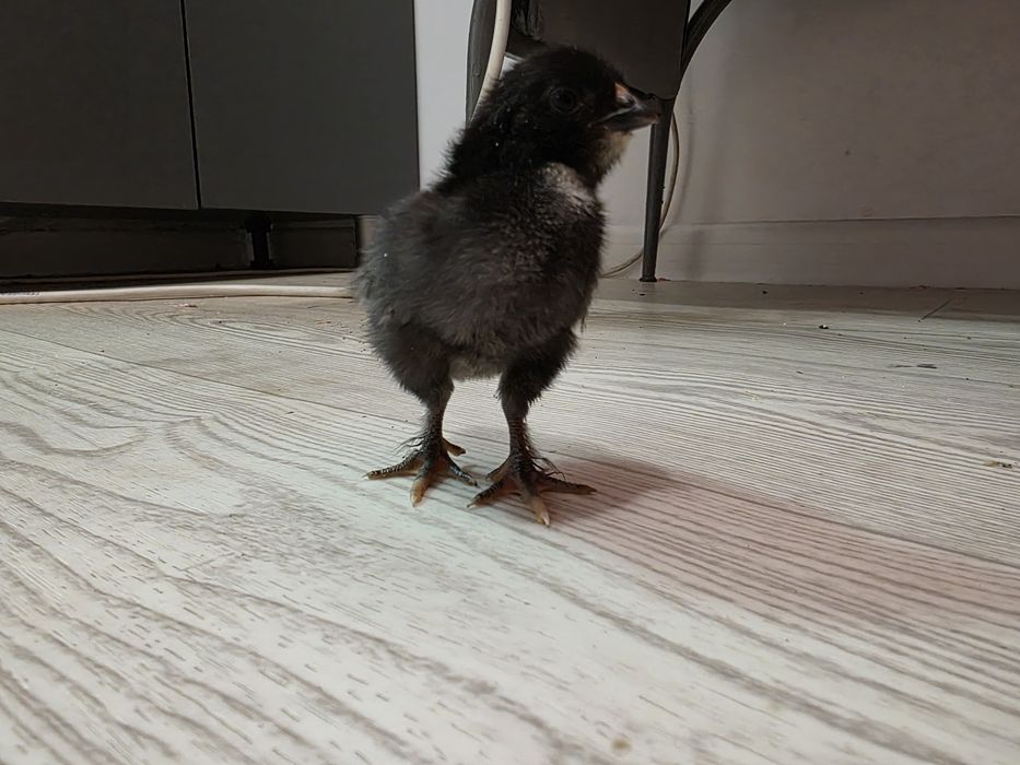 Циплята породистые