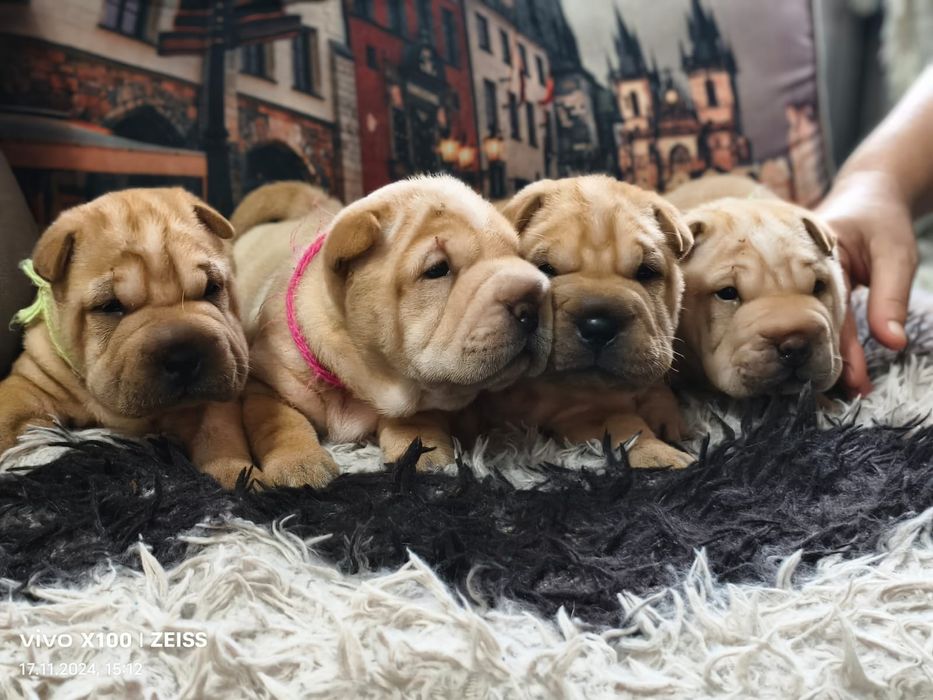 Очаровательные щенки шарпея.