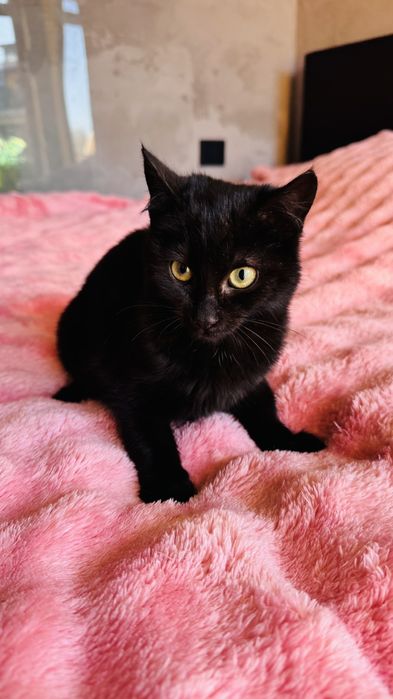 котенца от Созопол