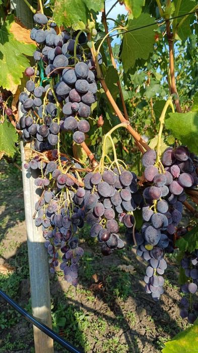 Butași de vită de vie de anul 2 și de anul 3