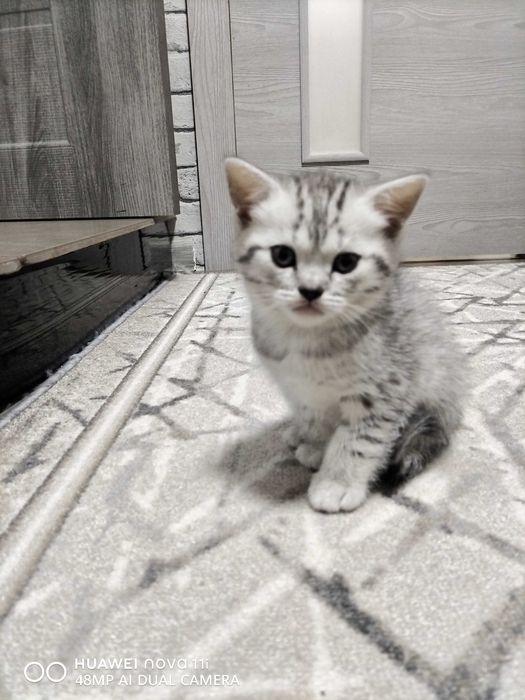 Котята Шотландской вислоухой