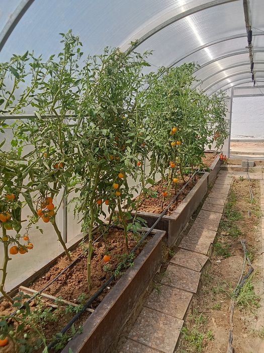 Теплица 9 на 3 срочно бу