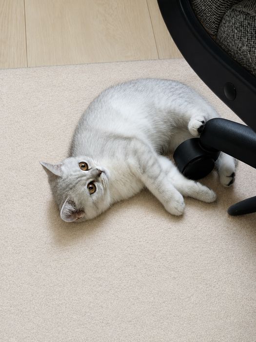 Котенок-девочка 3 месяца