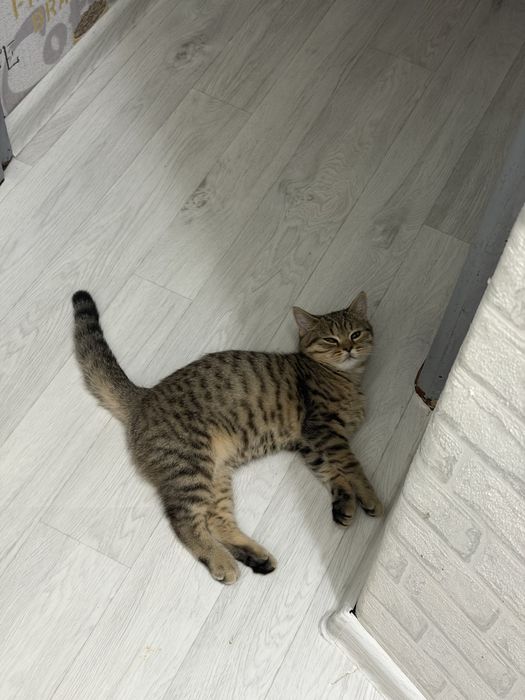 Отдам в добрые руки