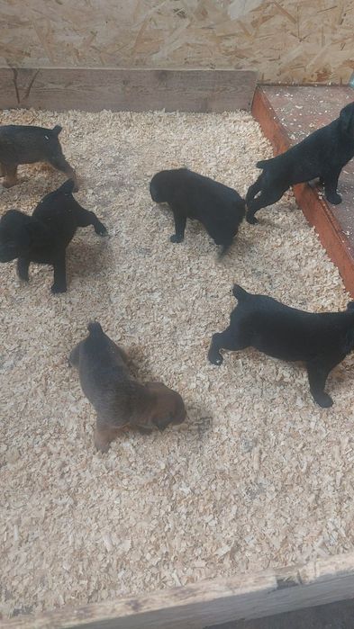 Ягдтерьера щенки