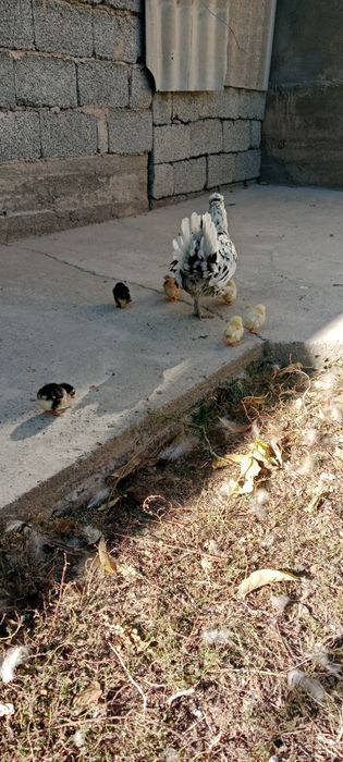 Куритса с сплятам