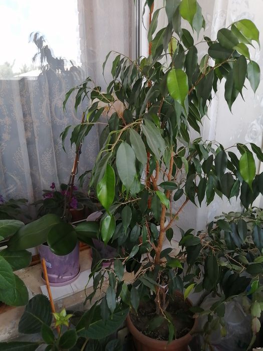 Фикус бенджамина