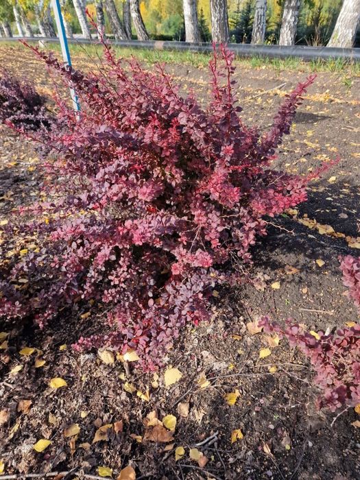 Продажа саженцев