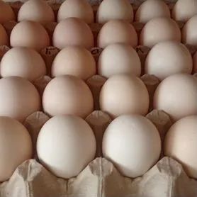Продам домашние яйца Брама