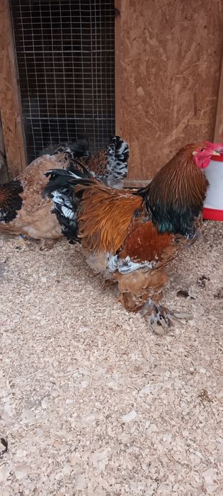 Ouă brahma Porțelan