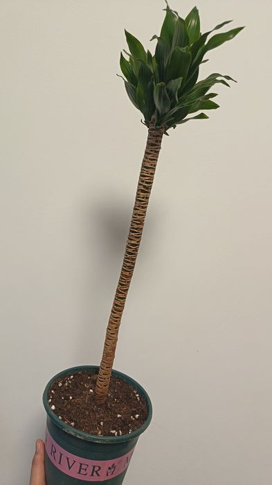 драцена компакта