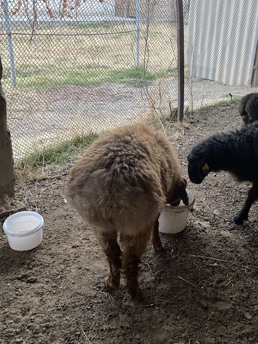 Қошқарлар сатылады