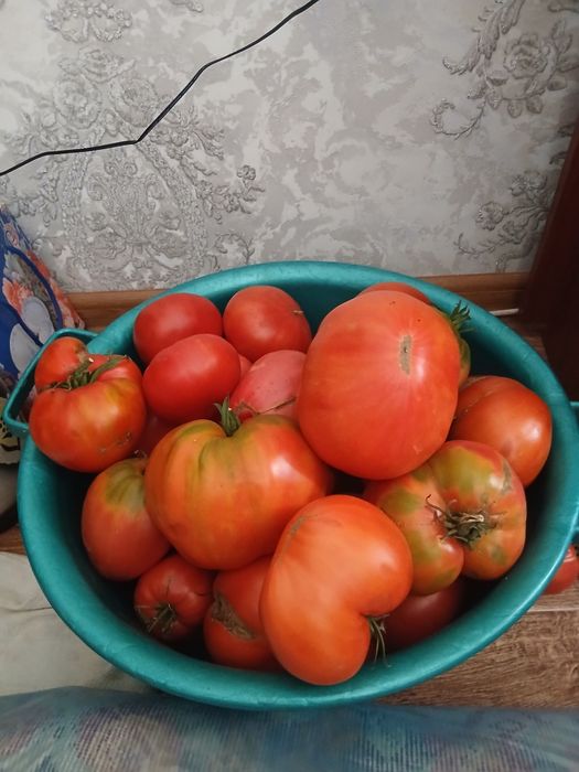 Продам  помидоры крупные 800т кг