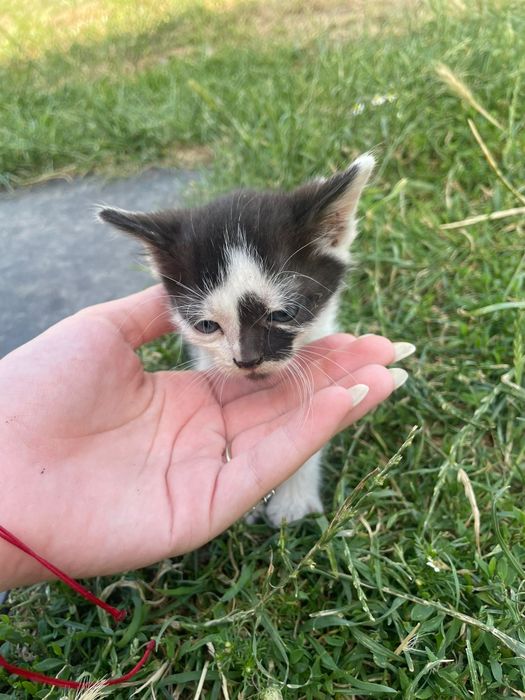 Spre adoptie! Mici,jucăusi si iubitori.
