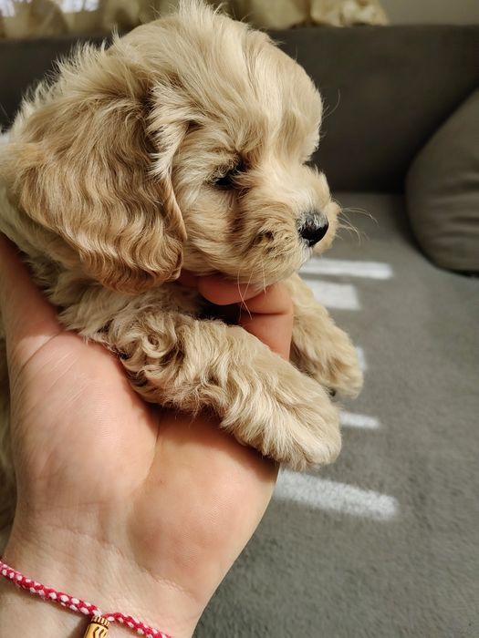 Продавам бебенца Малтипу