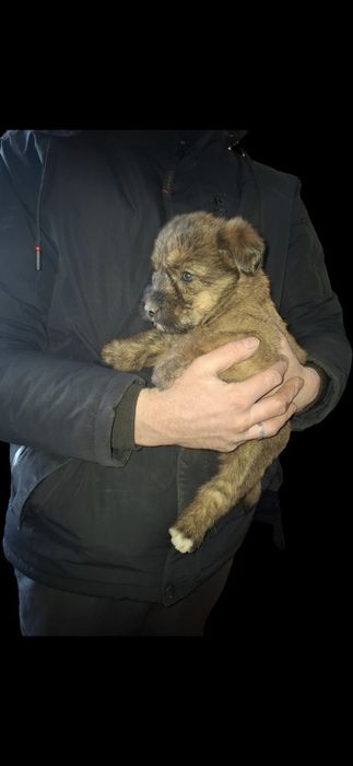 Отдам щенков в свой дом для охраны