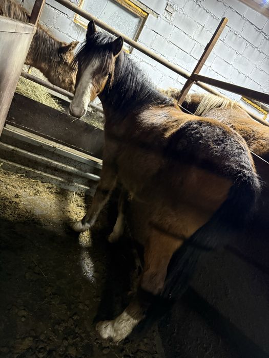 Лошади с откорма