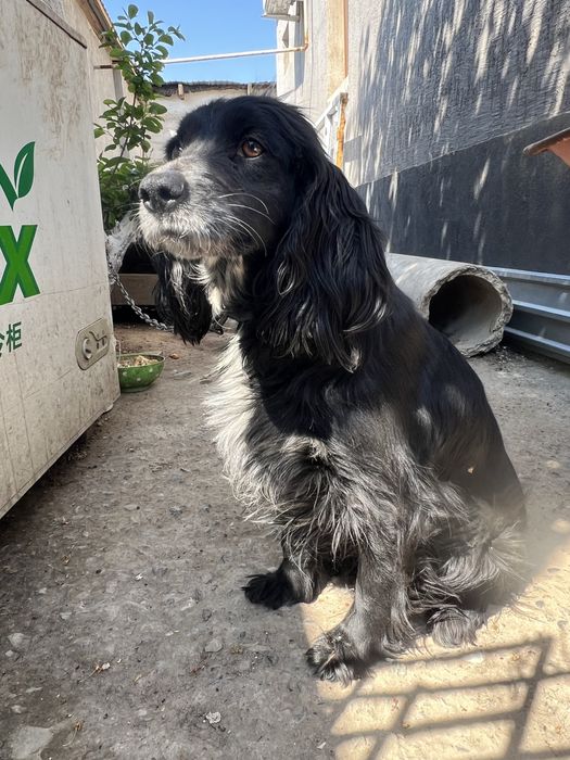 Собака охотничья спаниель девочка