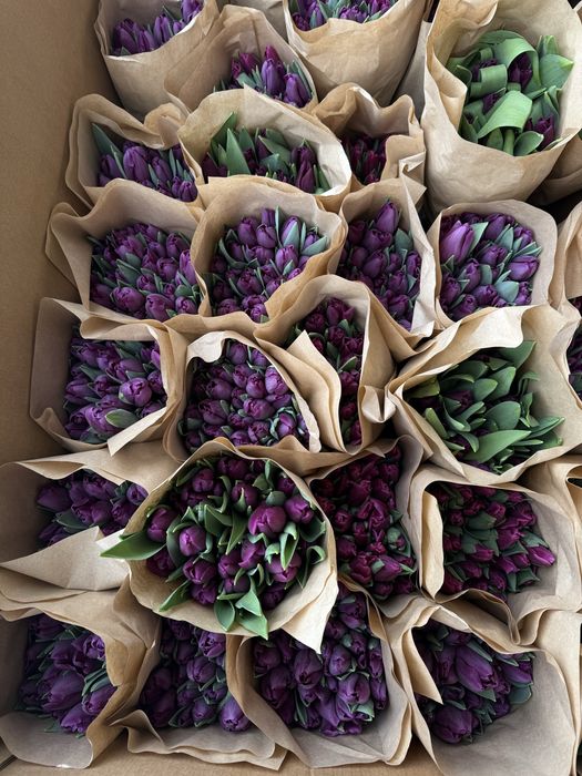 Тюльпаны оптом