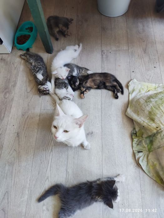 Отдам котят бесплатно