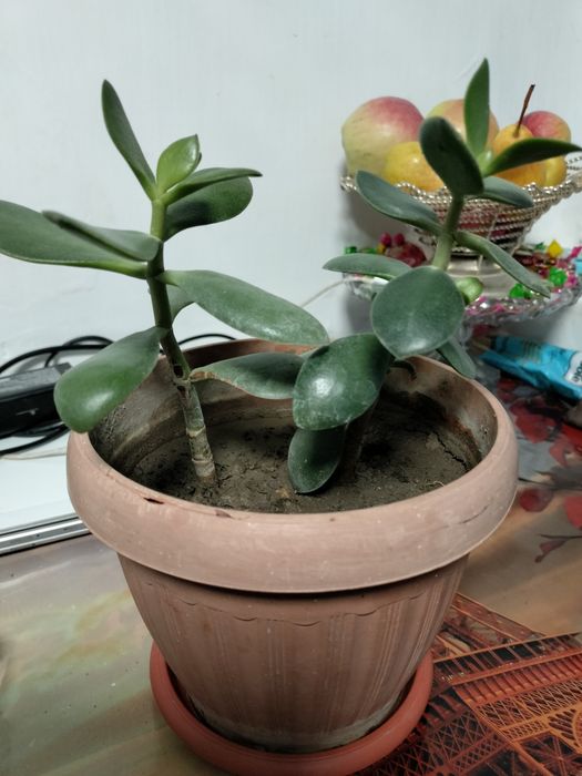 Денежное дерево продам