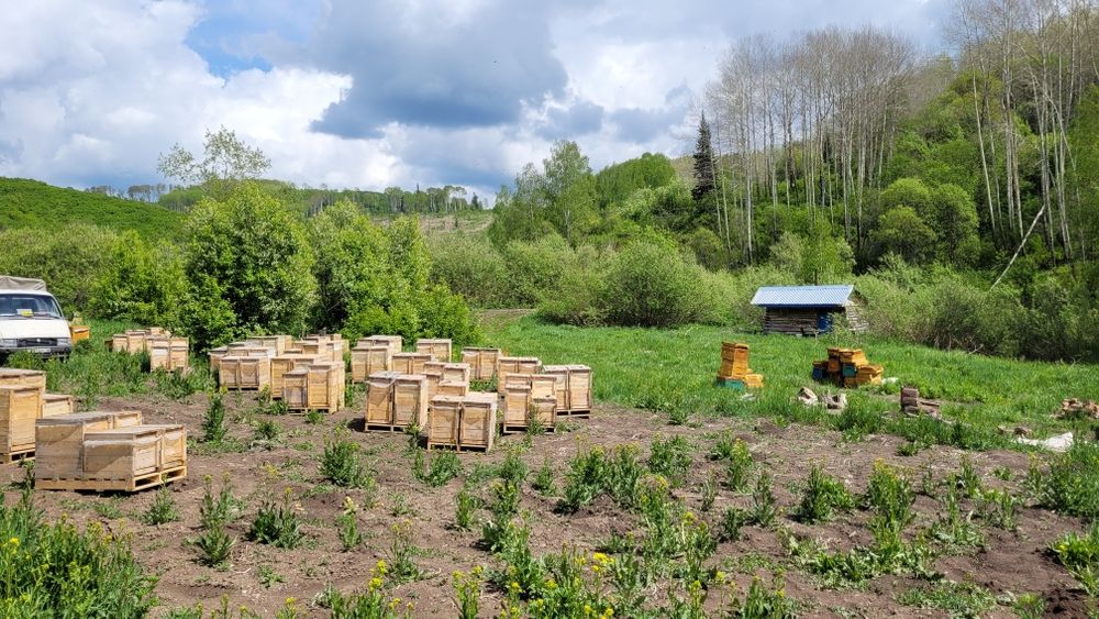 Продам пасеку  в лесу