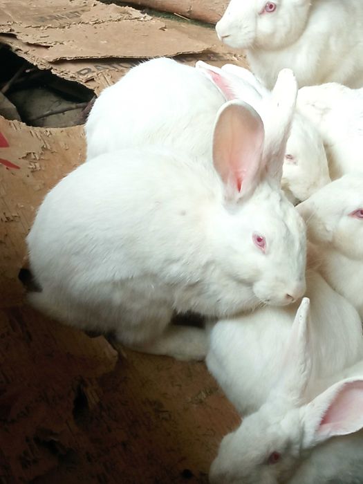 Оппок куёнлар бор 150000 Минг сумдан