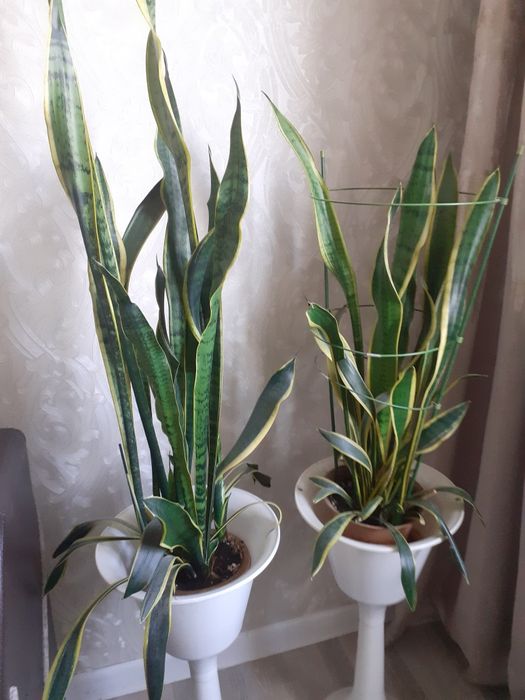 Комнатные  цветы