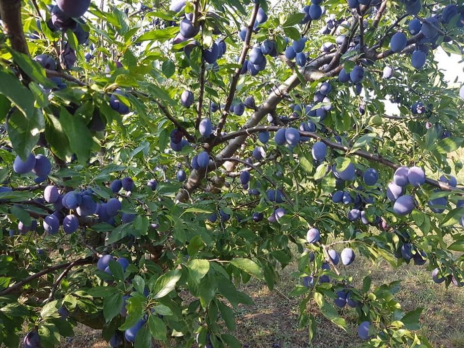 Продава се Земеделски имот в с. Богданци, Област Силистра -  кв.м за 2550 €/дка - Снимка #3