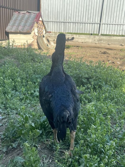 Продам даканиху.