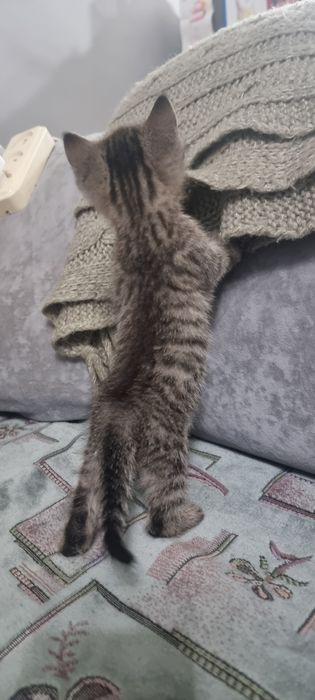 в добрые руки котят