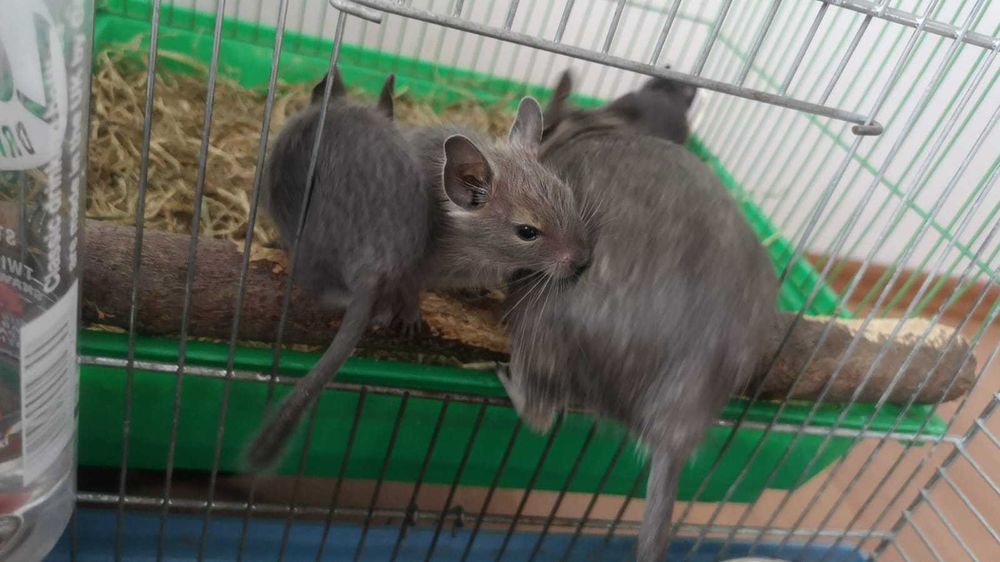 Donez pui veverite Degu