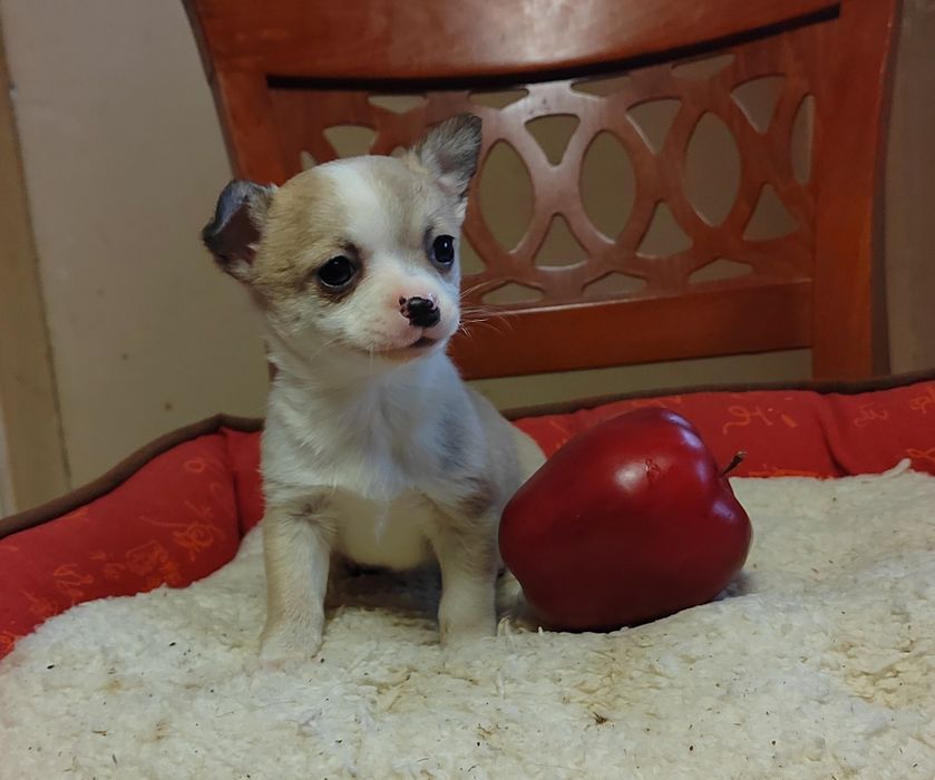 Чихуахуа мини  чихуа