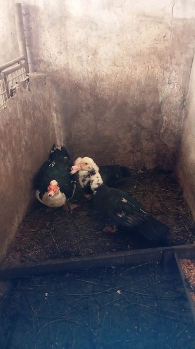 Vând rațe mute  foarte grase