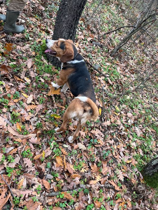 Продавам две ловни гончета