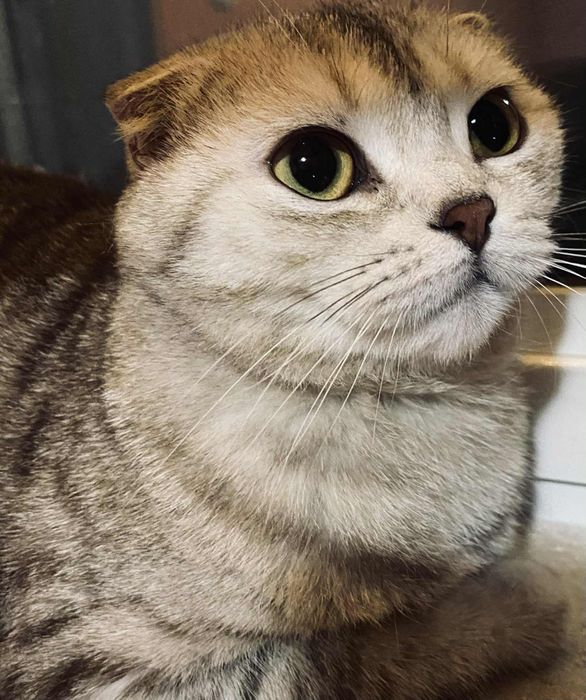 Сребърни британчета