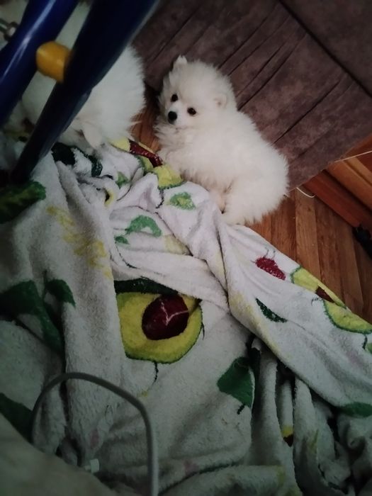 Шпицы 1.5 мес,мальчик и девочка