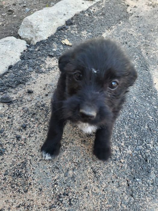 Отдам в дар щенков